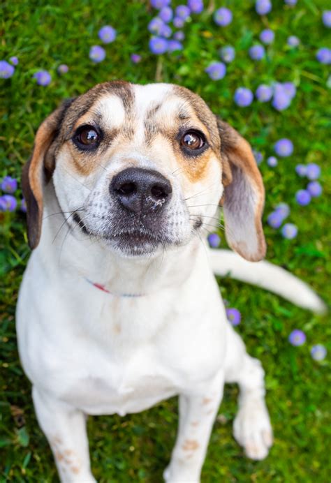 Young williams - Feb 16, 2024 · Young-Williams Animal Center confirmed two dogs passed away at their main center on Division Street after testing positive for Streptococcus equi subspecies zooepidemicus also known as "Strep zoo." 